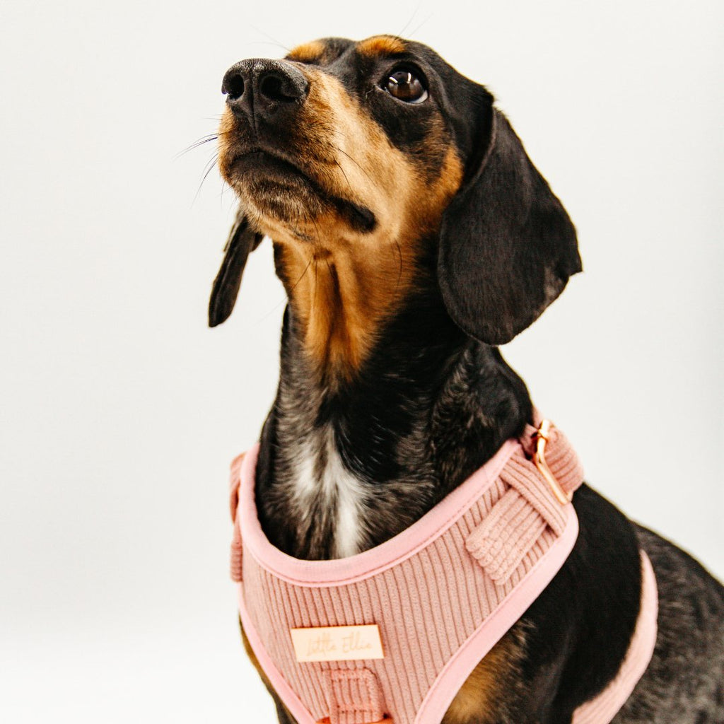 Silver Dapple dachshund on a white background looking updards, in a LUXE Blush Pink corduroy adjustable dog harness with rose gold hardware, available from Little Ellie Boutique, an Australian dog brand
