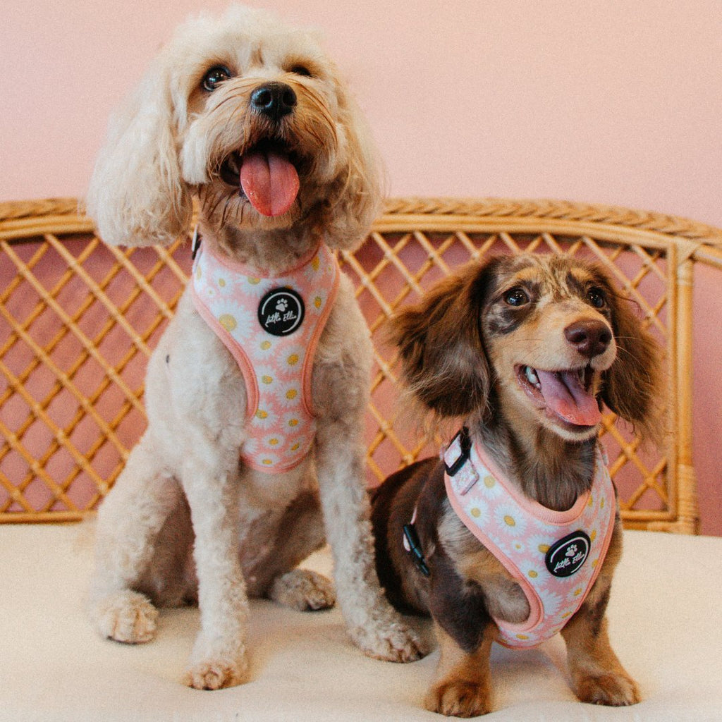 Adjustable, easy-fit dog harness in white and pink daisy print on cream cavoodle dog and chocolate dapple dachshund dog on wicker couch at Little Ellie Boutique, an Australian dog brand.
