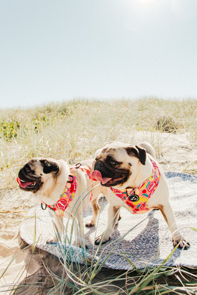 Two cream coloured pugs at the beach wearing adjustable, easy fit dog harnesses in bright pink and yellow fruit pattern from Little Ellie Boutique an Australian dog brand