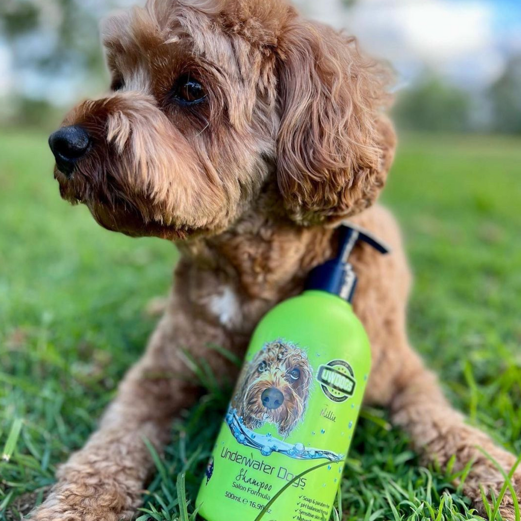 Caramel colour cavoodle dog lays on green grass, with a bottle of UWDogs dog grooming shampoo between its paws, from Little Ellie Boutique, an Australian dog brand