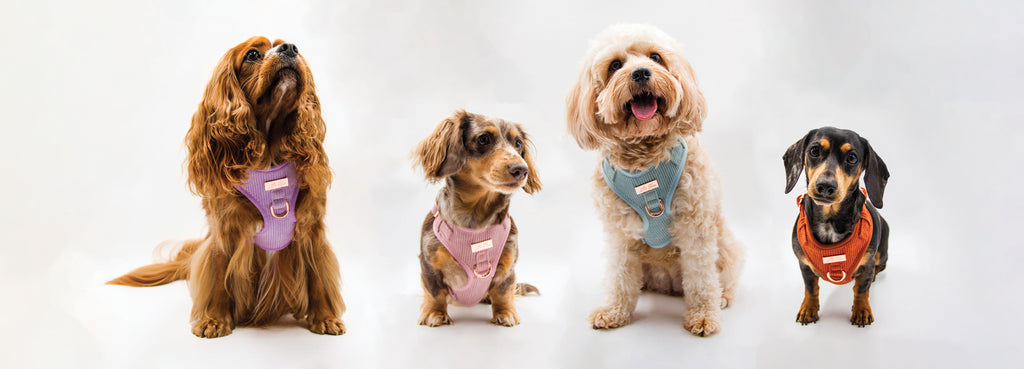 Tips and Tricks for including your furry friend on your big day!