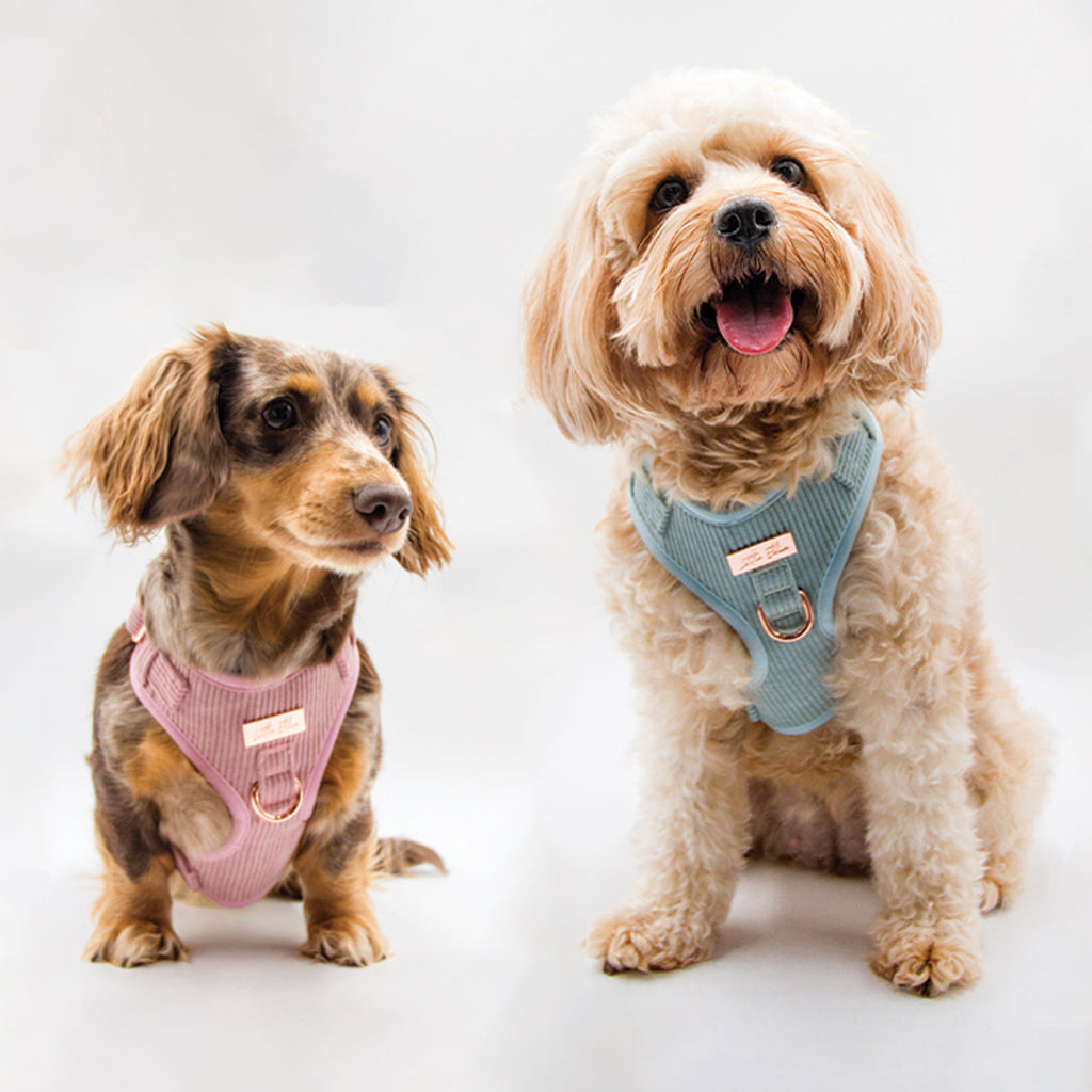 Fashionable and Comfortable Dog Harness: A Must-Have for Your Pooch