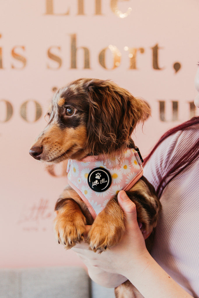 Welcoming Your New Puppy: A Practical Guide for Aussie Paw-rents