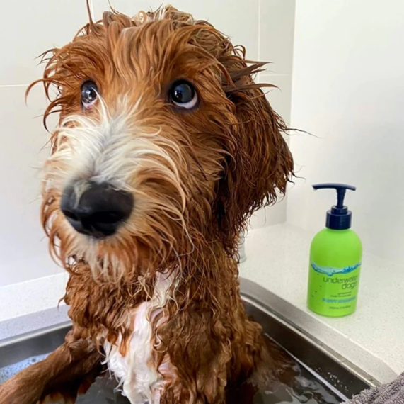 Dog bath essentials for at-home dog grooming. Caramel red fluffy dog standing in laundry tub, soaked with water. A green bottle of UnderWater Dogs, dog shampoo sits on the bench behind the dog. Available at Little Ellie Boutique, an Australian dog brand