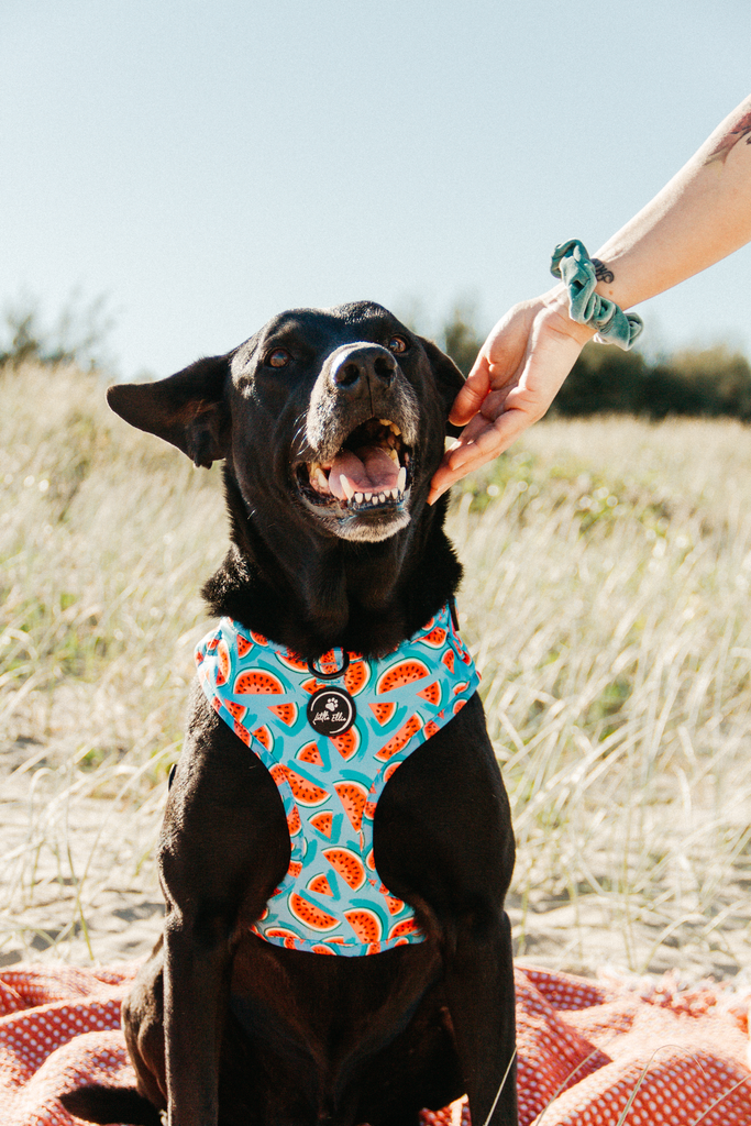 Black Labrador at the beach wearing an adjustable dog harness, printed with watermelons on an electric blue background from Little Ellie, an Australian dog brand