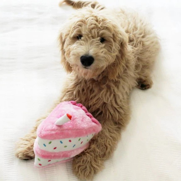 Cream fluffy teddy-bear dog laying on a white duvet cover holding a pink birthday cake dog toy between its paws, from Little Ellie Boutique, an Australian dog brand