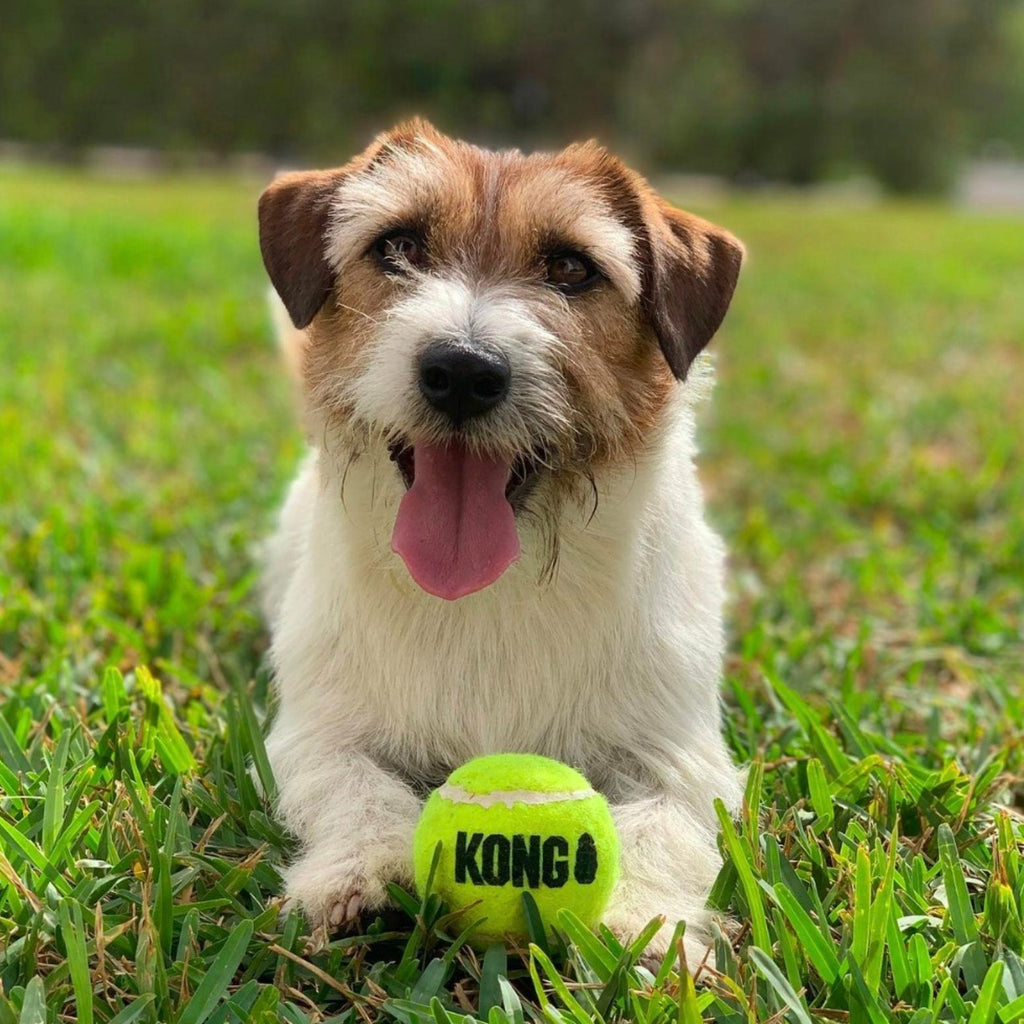 A white and tan Jack Russell dog lays on green grass with a green KONG squeaker ball dog toy between its paws. Available at Little Ellie Boutique, an Australian dog brand