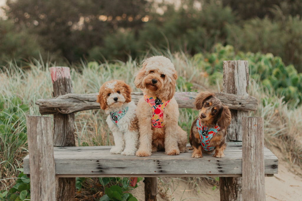 Three gorgeous dogs, two cavoodles and one dachshund sit on a beach wood chair, wearing three different Little Ellie adjustable dog harness designs