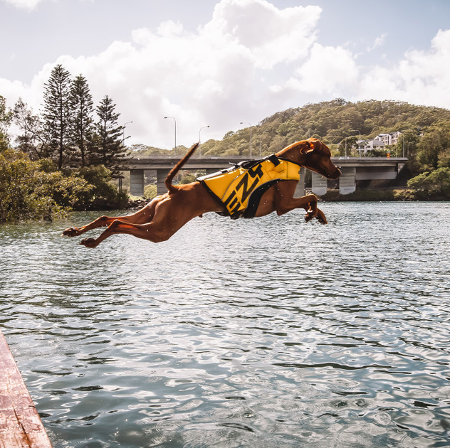 Tan coloured large dog launching from the jetty into a lake or ocean type body of water wearing a bright yello Ezy Dog Life Jacket