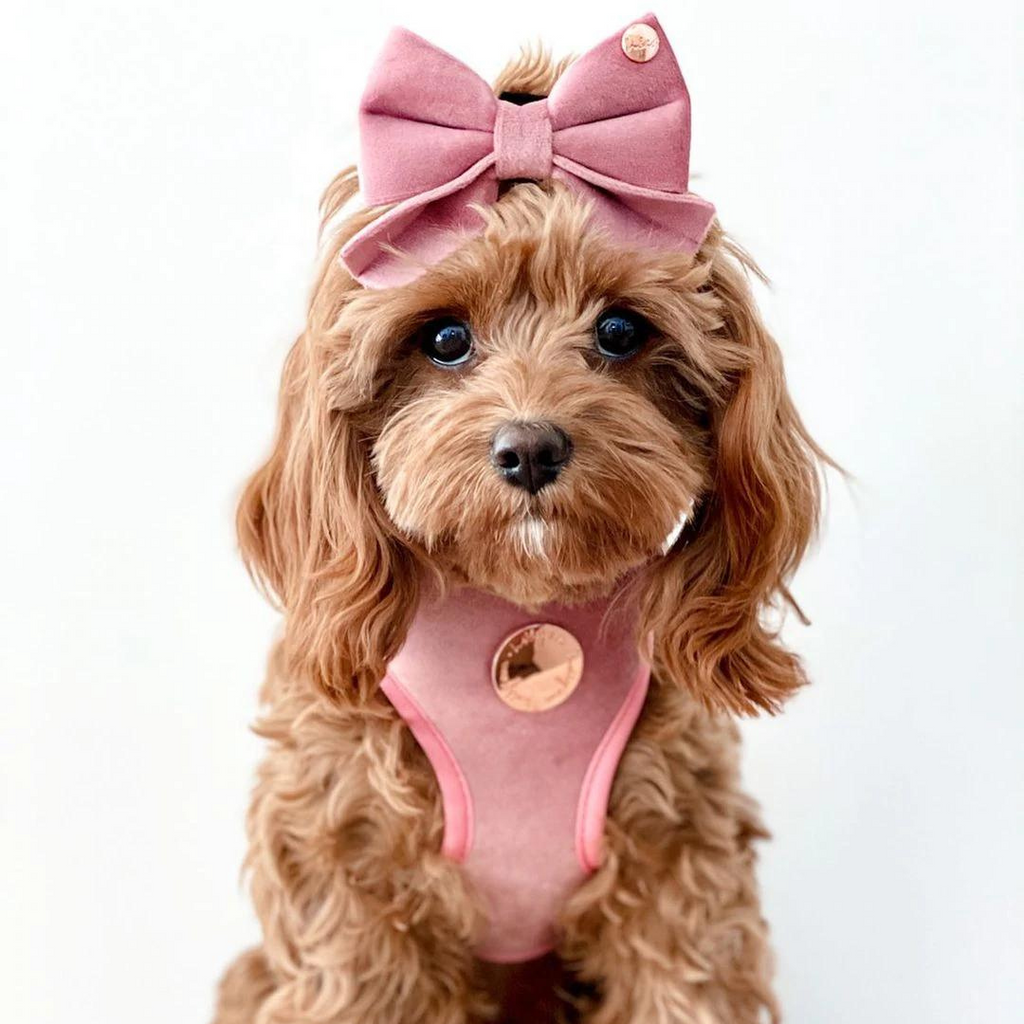 Caramel cavoodle sits against a white background wearing a blush pink velvet adjustable dog harnesses and a blush pink velvet bow on top of its head