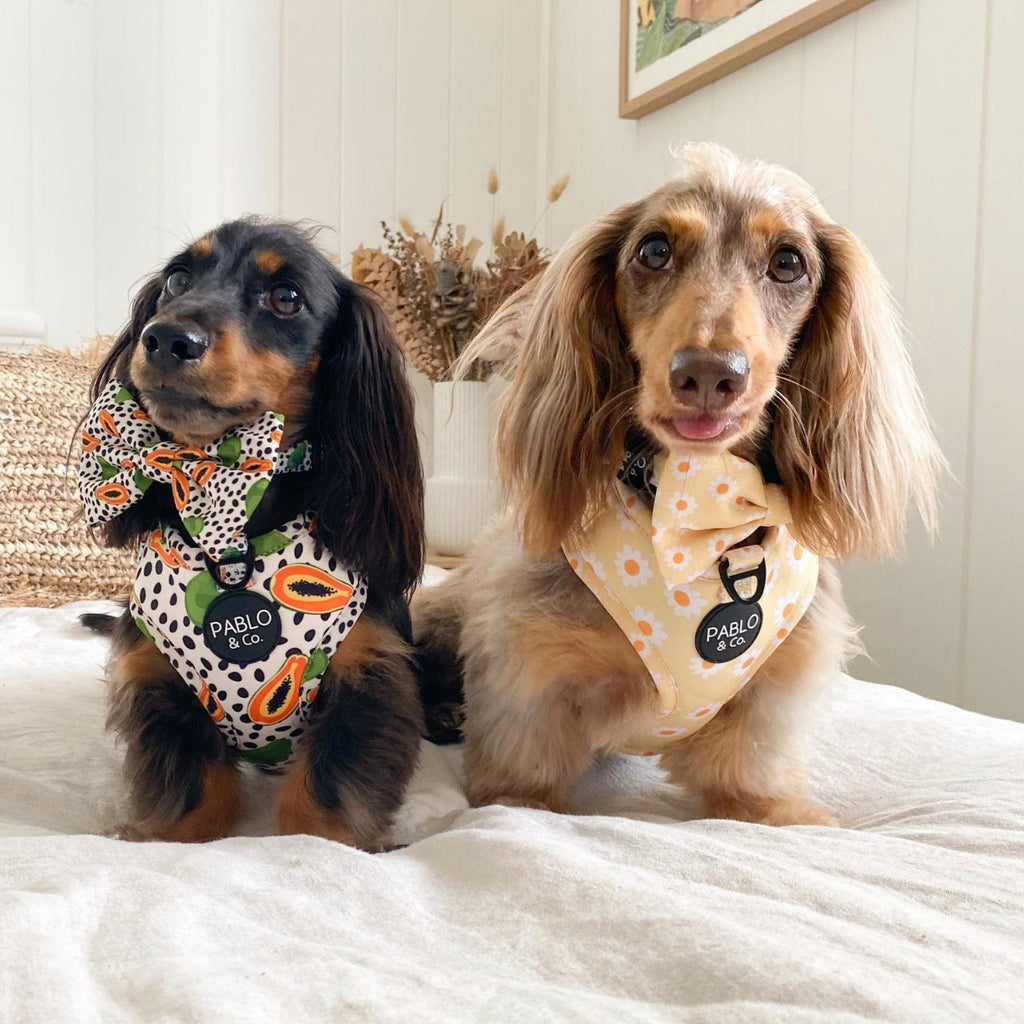 Two long haired dachsunds, one black and tan the other chocolate and tan sit on a neutral bed spread wearing Pablo & Co quirky dog harnesses, currently available at Little Ellie Boutique, an Australian dog brand