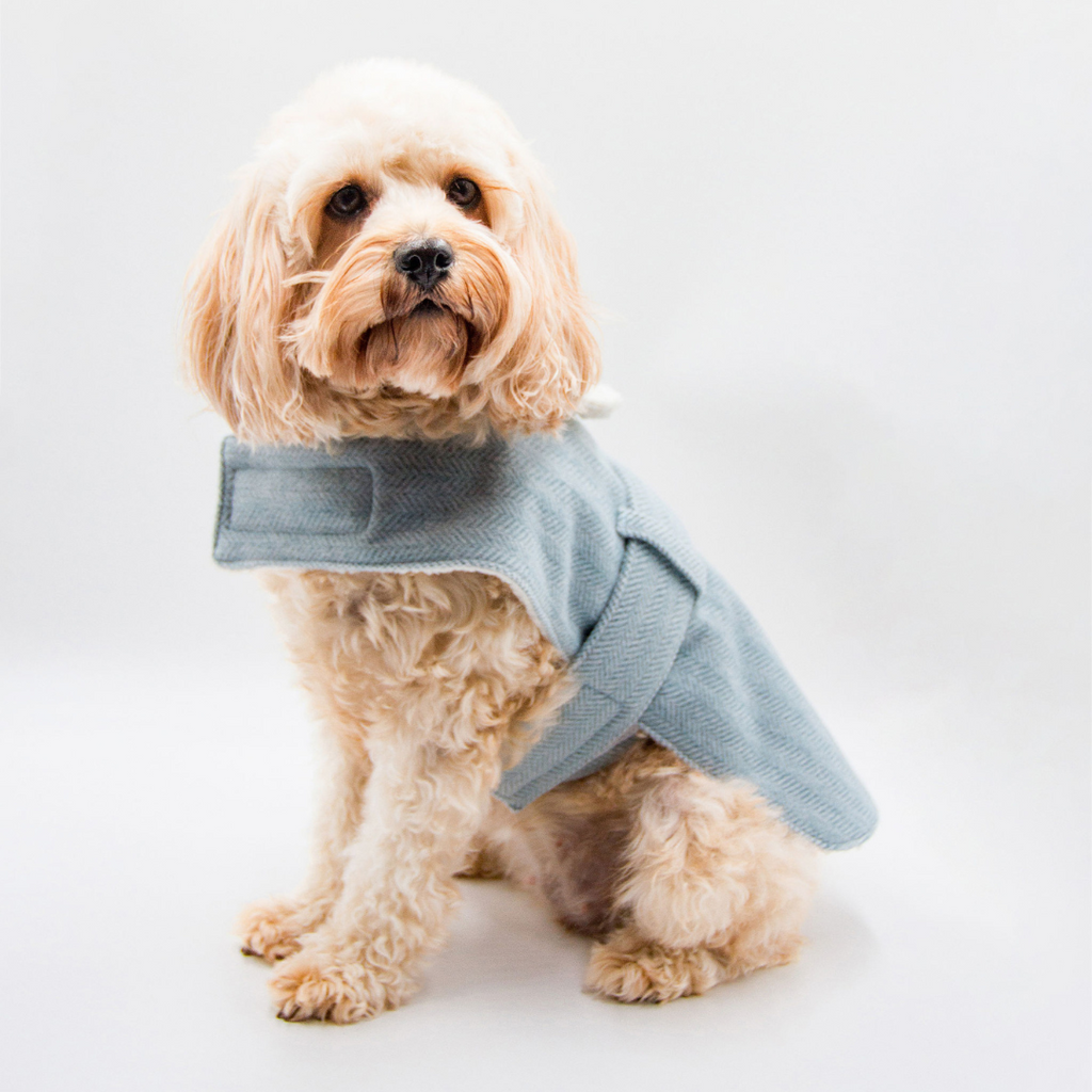 Cream coloured cavoodle is surrounded by white, sitting facing the camera wearing a sky blue tweed winter dog coat available from Little Ellie, an Australian dog brand