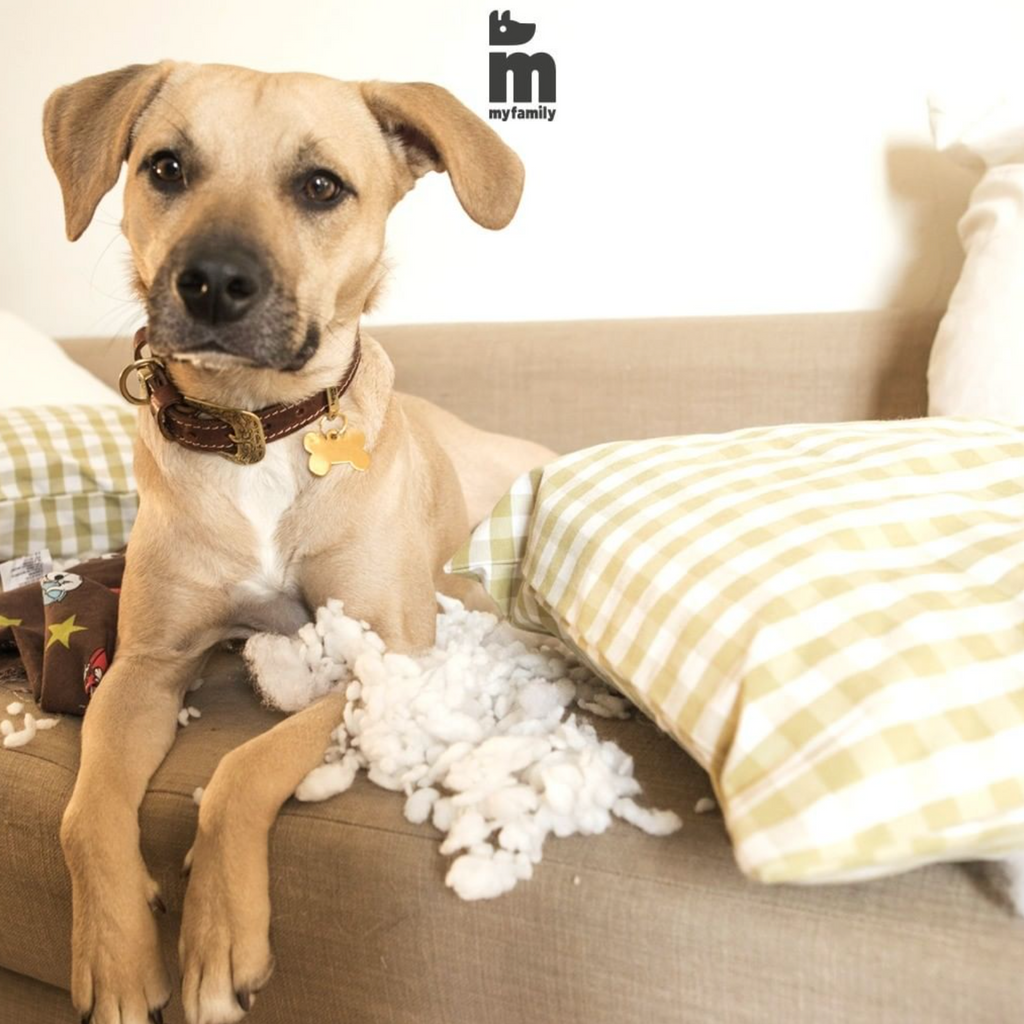 My family id clearance your pet