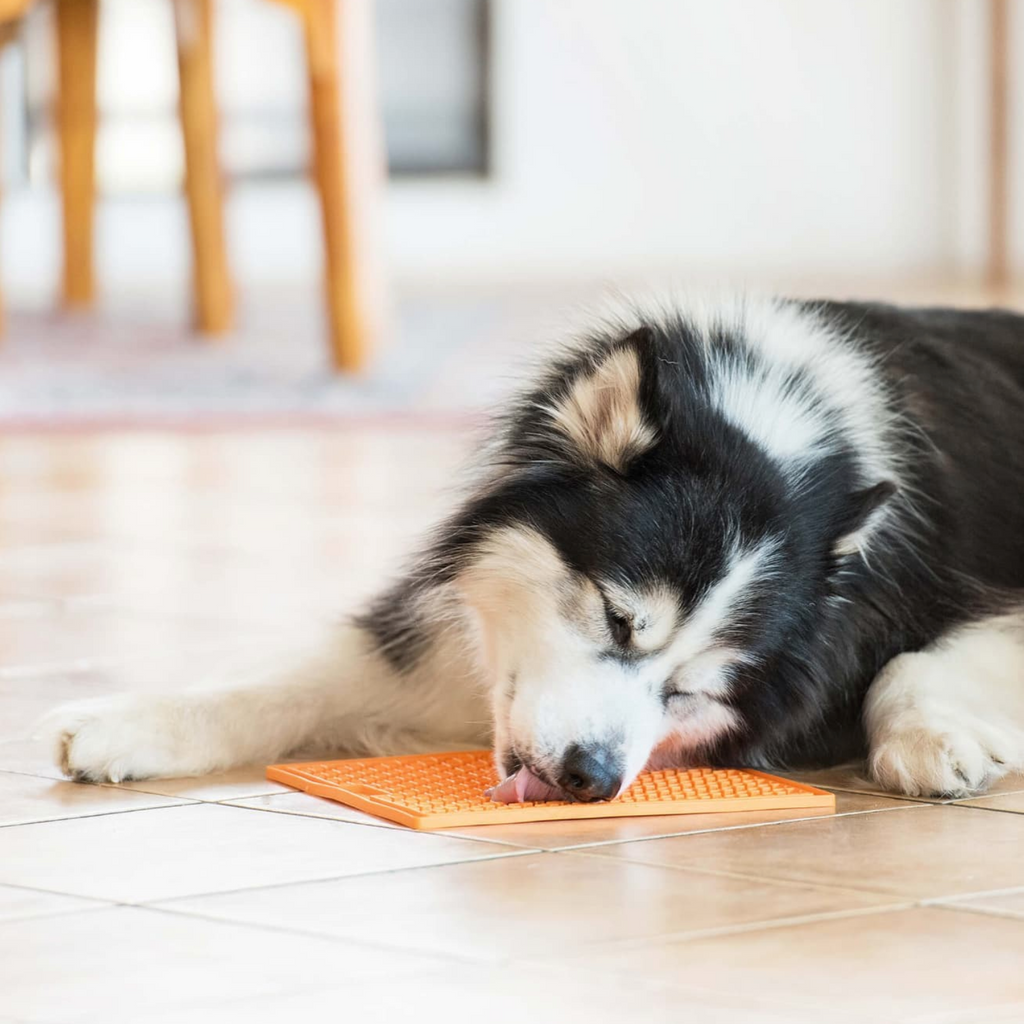 Black and White siberian husky puppy laying on the ground, licking from a LickiMat in orange colour.