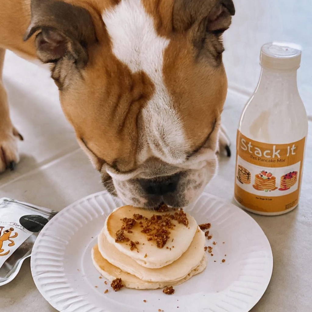 Tan and white bulldog is eating a stack of dog friendly pancakes from L'Barkery off a white paper plate on a tile floor.