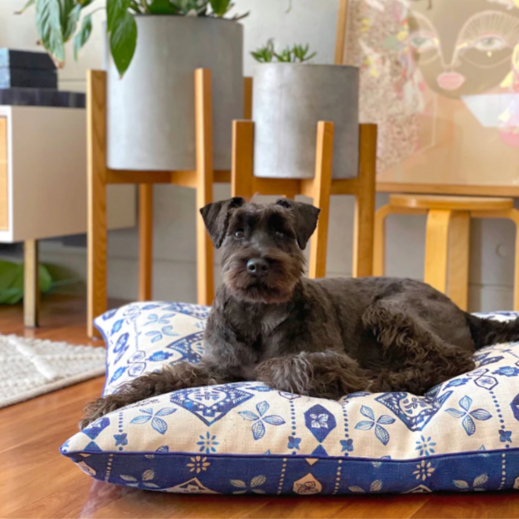 Washable, stylish and bright dog beds, blue and white design bed with black schnauzer laying on it inside a house.