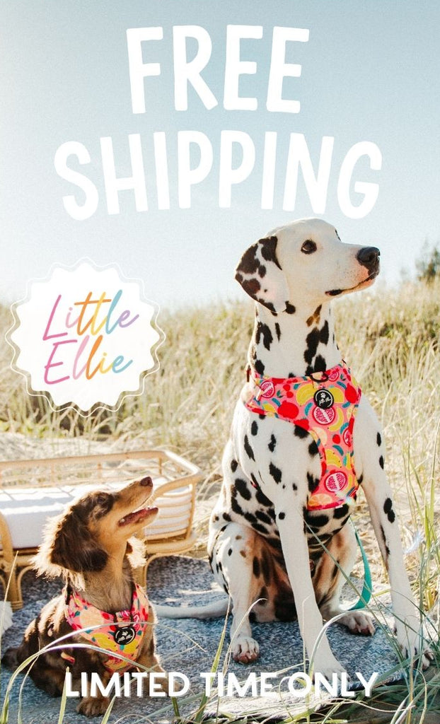 Promotional graphic for Little Ellie with two dogs wearing harnesses, set against a pink checkered border.