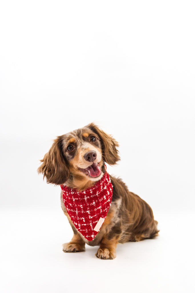 Chocolate Dapple Long Haired Dachshund sits in a white space, smiling wearing a luxury red and white tweed dog bandana