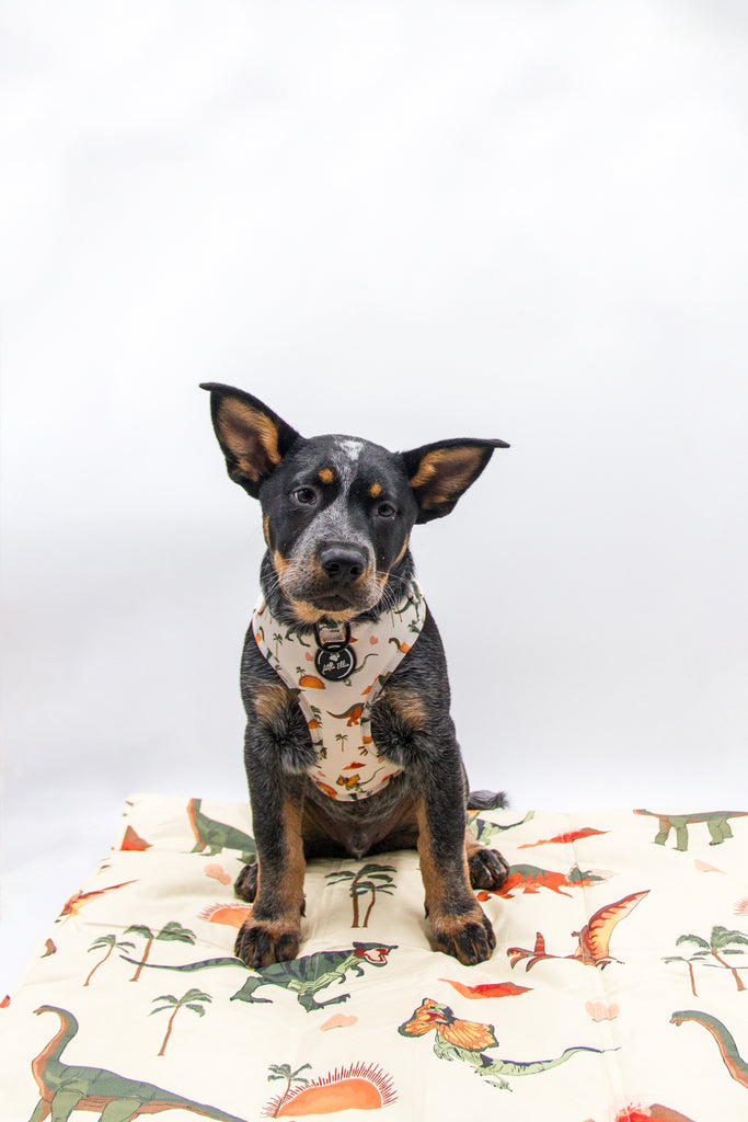 Colourful dinosaur print on a dog travel mat. On top of the mat sits a black and and tan merle aussie cattle dog wearing a matching dinosaur adjustable dog harness from Little Ellie