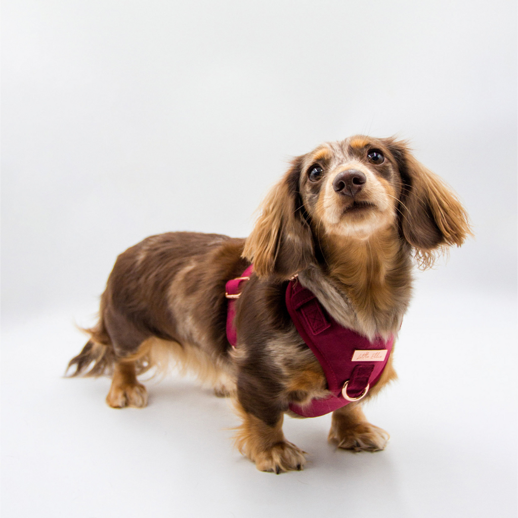 Adjustable dog harness in wine burgundy velvet on a chocolate dapple long haired dachshund standing in a white space